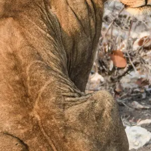 Explore 6 Day Dunes & Wildlife Accommodated Safari for 6 days with Chameleon Safaris Namibia and discover unforgettable experiences - Photo 11
