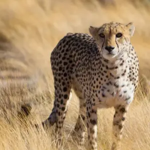 Explore 9 Day Etosha, Skeleton Coast & Sossusvlei Camping & Accommodated Safari for 9 days with Chameleon Safaris Namibia and discover unforgettable experiences - Photo 6