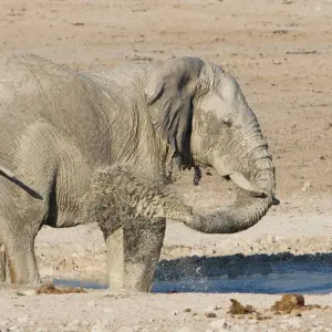 Explore 6 Day Sand, Sea & Etosha Budget Camping Safari for 6 days with Chameleon Safaris Namibia and discover unforgettable experiences - Photo 8