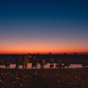 Explore 3 Day Etosha Budget Camping Safari for 3 days with Chameleon Safaris Namibia and discover unforgettable experiences - Photo 8