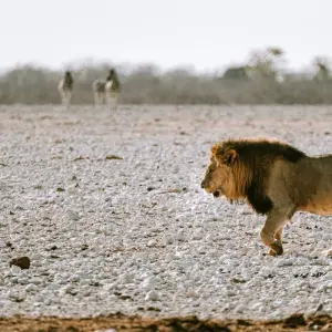 Explore 7 Day Taste Of Namibia Accommodated Safari for 7 days with Chameleon Safaris Namibia and discover unforgettable experiences - Photo 10