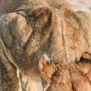 Explore 7 Day Northern Namibia & Skeleton Coast Camping Safari for 7 days with Chameleon Safaris Namibia and discover unforgettable experiences - Photo 9