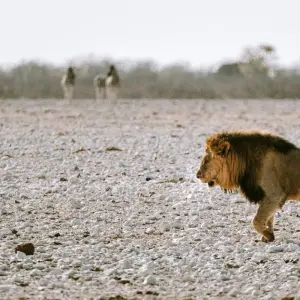 Explore 9 Day Etosha, Skeleton Coast & Sossusvlei Camping & Accommodated Safari for 9 days with Chameleon Safaris Namibia and discover unforgettable experiences - Photo 7