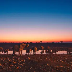 Explore 6 Day Sand, Sea & Etosha Budget Camping Safari for 6 days with Chameleon Safaris Namibia and discover unforgettable experiences - Photo 9