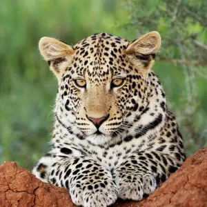 Explore 7 Day Taste Of Namibia Accommodated Safari for 7 days with Chameleon Safaris Namibia and discover unforgettable experiences - Photo 11