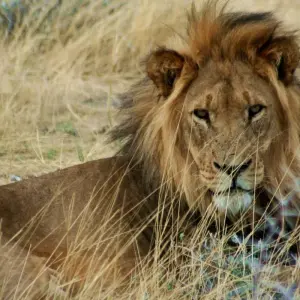 Explore 3 Day Etosha Express Accommodated Safari for 3 days with Chameleon Safaris Namibia and discover unforgettable experiences - Photo 11