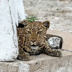 Explore 15 Day Dunes , Wildlife and Surfing adventure for 15 days with Chameleon Safaris Namibia and discover unforgettable experiences - Photo 9