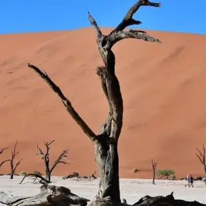 Explore 9 Day Etosha, Skeleton Coast & Sossusvlei Camping & Accommodated Safari for 9 days with Chameleon Safaris Namibia and discover unforgettable experiences - Photo 8