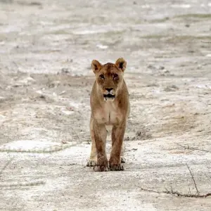 Explore 6 Day Sand, Sea & Etosha Budget Camping Safari for 6 days with Chameleon Safaris Namibia and discover unforgettable experiences - Photo 10