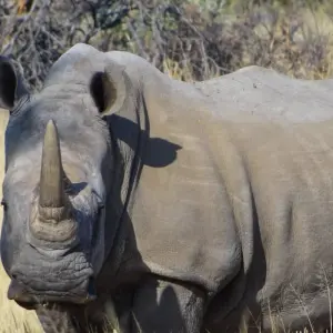 Explore 3 Day Etosha Budget Camping Safari for 3 days with Chameleon Safaris Namibia and discover unforgettable experiences - Photo 11