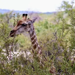 Explore 6 Day Sand, Sea & Etosha Budget Camping Safari for 6 days with Chameleon Safaris Namibia and discover unforgettable experiences - Photo 11
