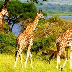 Explore Gorilla Adventure for 15 days with Chamaeleon and discover unforgettable experiences - Photo 3