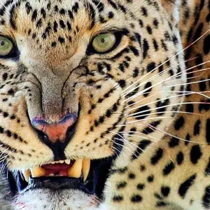 Explore Serengeti Adventure for 15 days with Chamaeleon and discover unforgettable experiences - Photo 2