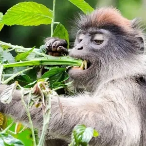 Explore Gorilla Adventure for 15 days with Chamaeleon and discover unforgettable experiences - Photo 4