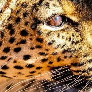 Explore Diamonds Delight (21 days) for 21 days with Chamaeleon and discover unforgettable experiences - Photo 4