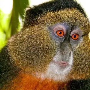 Explore Gorilla Adventure for 15 days with Chamaeleon and discover unforgettable experiences - Photo 5