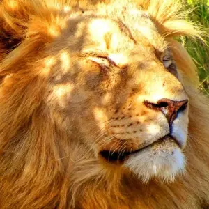 Explore Pinotage - 17 days connoisseur trip for 17 days with Chamaeleon and discover unforgettable experiences - Photo 7