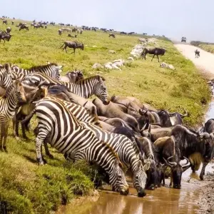 Explore Serengeti Adventure for 15 days with Chamaeleon and discover unforgettable experiences - Photo 6
