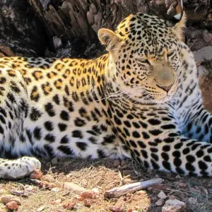 Explore Pinotage - 17 days connoisseur trip for 17 days with Chamaeleon and discover unforgettable experiences - Photo 9