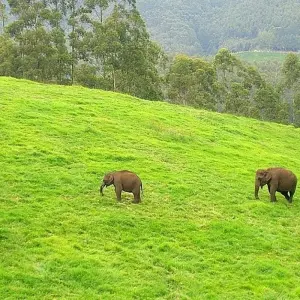 Explore Taste of Kerala - 9 Days for 9 days with Chauffeurs In India and discover unforgettable experiences - Photo 11