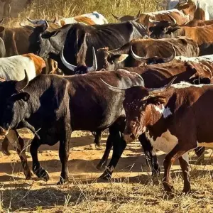 Explore Diamonds Delight (21 days) for 21 days with Chamaeleon and discover unforgettable experiences - Photo 7