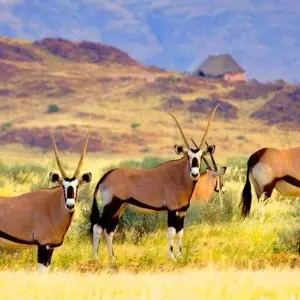 Explore Mahango - 15 days Gourmet Tour for 15 days with Chamaeleon and discover unforgettable experiences - Photo 8