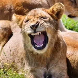 Explore Serengeti Adventure for 15 days with Chamaeleon and discover unforgettable experiences - Photo 7