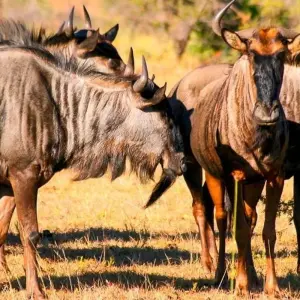 Explore Garden Route Experience for 14 days with Chamaeleon and discover unforgettable experiences - Photo 3