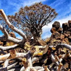 Explore Diamonds Delight (21 days) for 21 days with Chamaeleon and discover unforgettable experiences - Photo 8