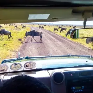 Explore Serengeti Adventure for 15 days with Chamaeleon and discover unforgettable experiences - Photo 8