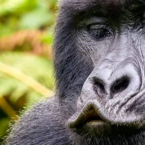 Explore Gorilla Adventure for 15 days with Chamaeleon and discover unforgettable experiences - Photo 9