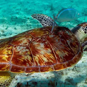 Explore Oaxaca - 19 day Adventure Tour for 19 days with Chamaeleon and discover unforgettable experiences - Photo 2