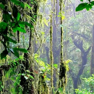 Explore Volcano Delight (16 days) for 16 days with Chamaeleon and discover unforgettable experiences - Photo 10