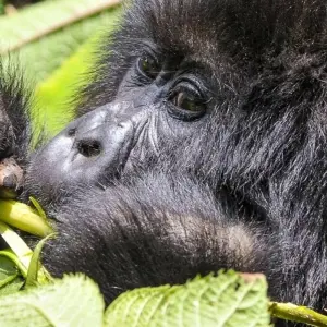 Explore Gorilla Adventure for 15 days with Chamaeleon and discover unforgettable experiences - Photo 10