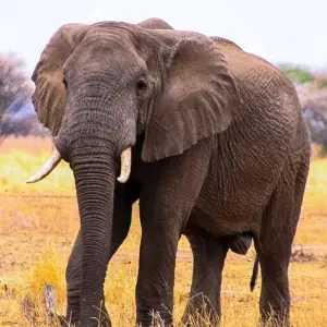 Explore Serengeti Adventure for 15 days with Chamaeleon and discover unforgettable experiences - Photo 9