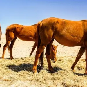 Explore Diamonds Delight (21 days) for 21 days with Chamaeleon and discover unforgettable experiences - Photo 9