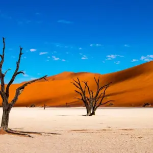 Explore Etosha - 19 days Adventure for 19 days with Chamaeleon and discover unforgettable experiences - Photo 4