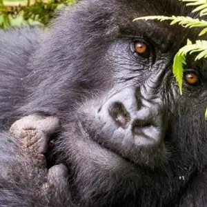 Explore Gorilla Adventure for 15 days with Chamaeleon and discover unforgettable experiences - Photo 11