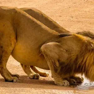 Explore Diamonds Delight (21 days) for 21 days with Chamaeleon and discover unforgettable experiences - Photo 10