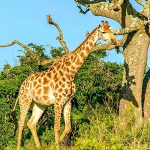 Explore Garden Route Experience for 14 days with Chamaeleon and discover unforgettable experiences - Photo 6