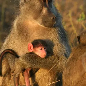 Explore Big Five - 18 day adventure trip for 18 days with Chamaeleon and discover unforgettable experiences - Photo 3