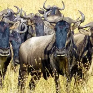 Explore Serengeti Adventure for 15 days with Chamaeleon and discover unforgettable experiences - Photo 11