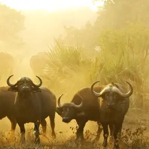 Explore Big Five - 18 day adventure trip for 18 days with Chamaeleon and discover unforgettable experiences - Photo 4