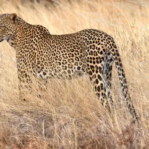 Explore Big Five - 18 day adventure trip for 18 days with Chamaeleon and discover unforgettable experiences - Photo 5