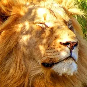 Explore Garden Route Experience for 14 days with Chamaeleon and discover unforgettable experiences - Photo 9