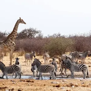 Explore Etosha - 19 days Adventure for 19 days with Chamaeleon and discover unforgettable experiences - Photo 9