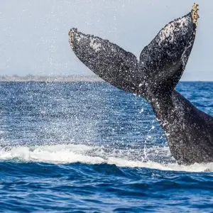 Explore Gorongosa Adventure Tour - 14 days for 14 days with Chamaeleon and discover unforgettable experiences - Photo 3