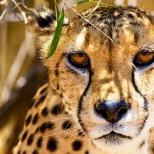 Explore Etosha - 19 days Adventure for 19 days with Chamaeleon and discover unforgettable experiences - Photo 11