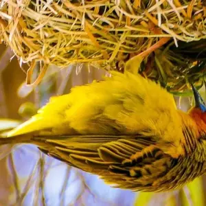 Explore Gorongosa Adventure Tour - 14 days for 14 days with Chamaeleon and discover unforgettable experiences - Photo 5