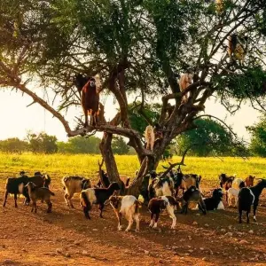 Explore Atlas Experience for 11 days with Chamaeleon and discover unforgettable experiences - Photo 5
